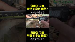 [한국농수산TV]  양파의 구를 막판 키우는 법은? 초보농부의 고백 #켈팍#케이플러스#하이파케미털