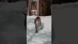 Look at the Giant paws of this Eurasian Lynx😱So Dangerous 🥺 Big Cat 🤯 Animal Attitude 🔥 Wildlife.