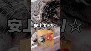 高級な猫おもちゃを衝動買いした飼い主の末路･･･ #猫