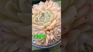 골드윈,그랑데,일본포토시나,연지곤지,#다육이#다육식물#succulents