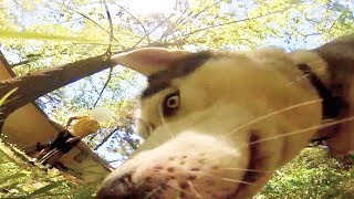 Husky Steals My GoPro!