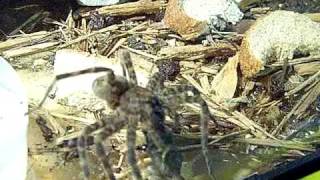 wolf spider vs toad