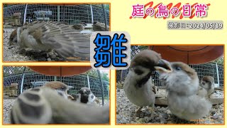 【庭の鳥の日常】(24,05,19)　雀・ヒナ特集