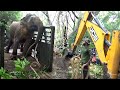 Massive wild elephant captured | Save elephants | 捕獲された巨大な野生のゾウ | wild elephant translocating.