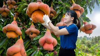 AMAZING! WOMAN Harvesting Tropical Cone Peach \u0026 Cooking - Pyramid shaped peach | Live Stream