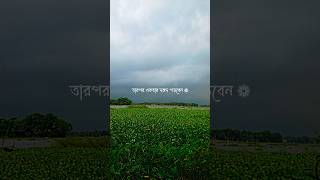 যখন দেখবেন বৃষ্টি হচ্ছে... 🌧️⛈️🌿🥀#shorts #youtubeshorts #trending #viralvideo #rain