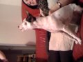 Dog singing Poker Face by Lady Gaga