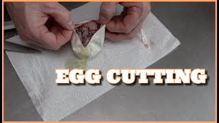 Freeway DH DG Cryptic Ball Python Egg Cutting!
