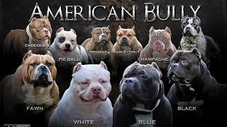 American Bully Colors: Which color is the most preferred?!