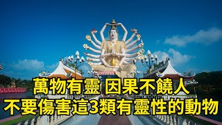 佛說：「萬物有靈」，不要傷害這3類有靈性的動物，因果不饒人 【禪道】