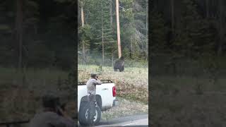 Grizzly bear charges park ranger at Yellowstone Wyoming