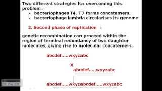 T4 phage DNA replication