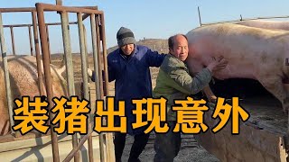 大豬拉到豬場外賣，還沒上車就發生了意外，三人合力擡上車真費勁【農村傻大妮兒】#搞笑 #农村家庭 #农村生活 #三农