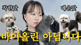 [VLOG] 일상 브이로그(먹방/돼지꼬리/행주산성 오페라디바스/먹선수 막창/지향한우마을/고양 디스케이프 카페/옛날국밥갈비한판/펫트럴파크/연남동 꼬요식당/준무 연남/요아정/착한낙지)