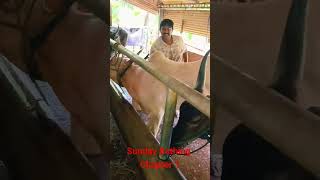 വെള്ള കാള 1#adventure #farming #cattle #kalapoot #maramadi #bull #kangayam #shorts #farm #video