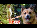 മീങ്കഥ | Puppy Kuttan Webseries EP 82 | Malayalam comedy talking dog puppykuttan