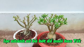 lọc nhánh sứ bỏ bớt để nuôi hoa Tết