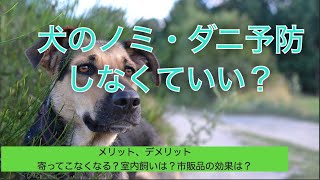 犬のノミ・ダニ予防はしなくていい？　〜メリット、デメリット、寄ってこなくなる？　室内飼いは？　市販品の効果は？〜【獣医師がやさしく解説】