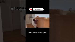 【強烈ネコパンチをくらう１歳児】*Cat attacks baby*  #ネコと赤ちゃん #shorts