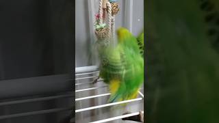 めちゃくちゃ怒られるインコ