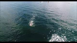 湘南オープンウォータースイミング2019（湘南OWS）　10km　ドローン映像　(Shonan Open Water Swimming 2019 10km Drone)（再掲載）