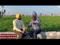 hd 3386 pass or fail hd 3386 ਪਾਸ ਕਿ ਫੇਲ hd3386 newvariety wheatcrop wheatfarming wheat