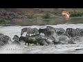 African Wildlife In Action