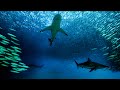 The Sardine Run |  Top of the Food Chain 🌊✨