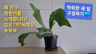 박쥐란 새 잎이 나와 신난 목소리 일기 키우기 쉬운 식물 공기정화식물 추천 staghorn fern