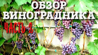 ОБЗОР ВИНОГРАДНИКА ЧАСТЬ 2. ПОДРОБНАЯ ЭКСКУРСИЯ ПО НАШЕМУ УЧАСТКУ.