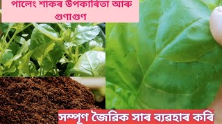 পালেং শাক/Spinach plant/benefits/উপকাৰিতা আৰু গুণাগুণৰ সম্পকে/সম্পূণ জৈৱিক সাৰ(গোবৰ সাৰ) ব্যৱহাৰ 🌿🌿🌿