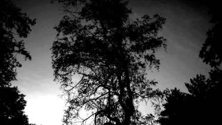 Synthetic Silence - Forest