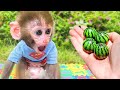 Monyet BonBon Lucu Memetik Semangka di Kebun Bersama Kelinci Imut - BonBon Indonesia