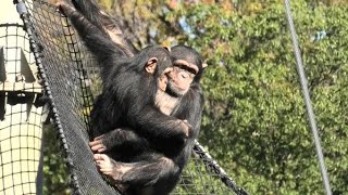 It's lovely to be with a big sister Plum! by Dill プラムお姉ちゃんとの時間はいつでも素敵！ディル Chimpanzee  多摩動物公園