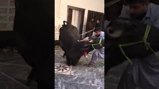 Bhains ki Qurbani #shorts #viral #entertainment #buffalo