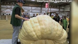 Man wins prize for biggest pumpkin ever