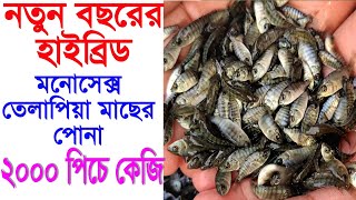 নতুন বছরের হাইব্রিড মনোসেক্স তেলাপিয়া মাছের পোনা | ২০০০ পিচে কেজি | Monosex tilapia macher pona