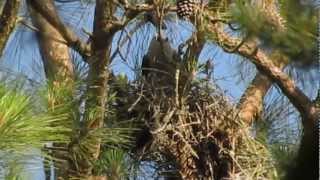 Mississippi Kite diving from nest - slow motion