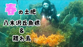 20240424 西伊豆土肥ダイビング・八木沢“丘魚礁＆離れ島”