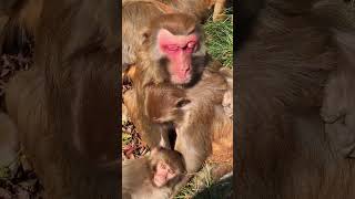 So AdorableMonkeys #Monkey #baby monkey, #animals, #ASMR, #Shorts #BeeLeeMonkeyFans 73