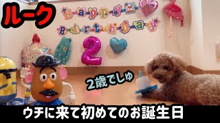 ルークがウチの子になって8ヶ月　初めてのお誕生日２歳を祝う