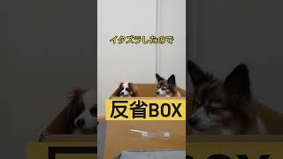 反省BOXに入る犬 #パピヨン犬 #犬の秘密基地#可愛い犬