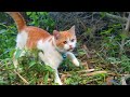 CAT ORANGE - FUNNIEST CATS - Super Adorable- BEAUTIFUL CAT - EPS 37