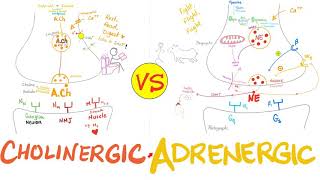 Cholinergic vs Adrenergic Nerve Fibers | Neurology