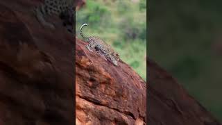 🐆A Leopard Cub's Fear of Heights: A Heartwarming Clip You Can't Miss!