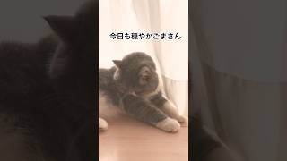 生後440日目 　ごまっちです😸　エキゾチックショートヘア　#shorts #cat #エキゾチック