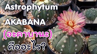 แนะนำสายพันธุ์แอสโตรยอดนิยม แอสโตรอะคาบานะ (Astrophytum asterias cv. AKABANA)