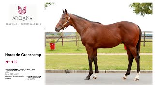 Arqana August Sale 2023 - N°102 - M. - Wooded x Tosen Shauna, présenté par le Haras De Grandcamp