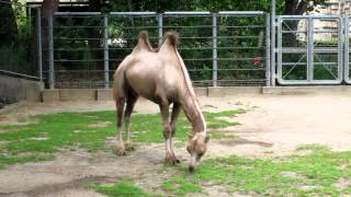 仙台市八木山動物公園【フタコブラクダ】