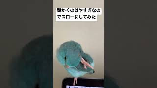 頭かくの速すぎたのでスローにしてみた　マメルリハインコ